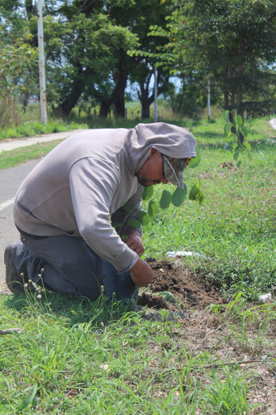 Siguen los trabajos de reforestación en Zapotiltic
